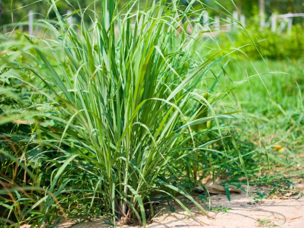 lemon grass